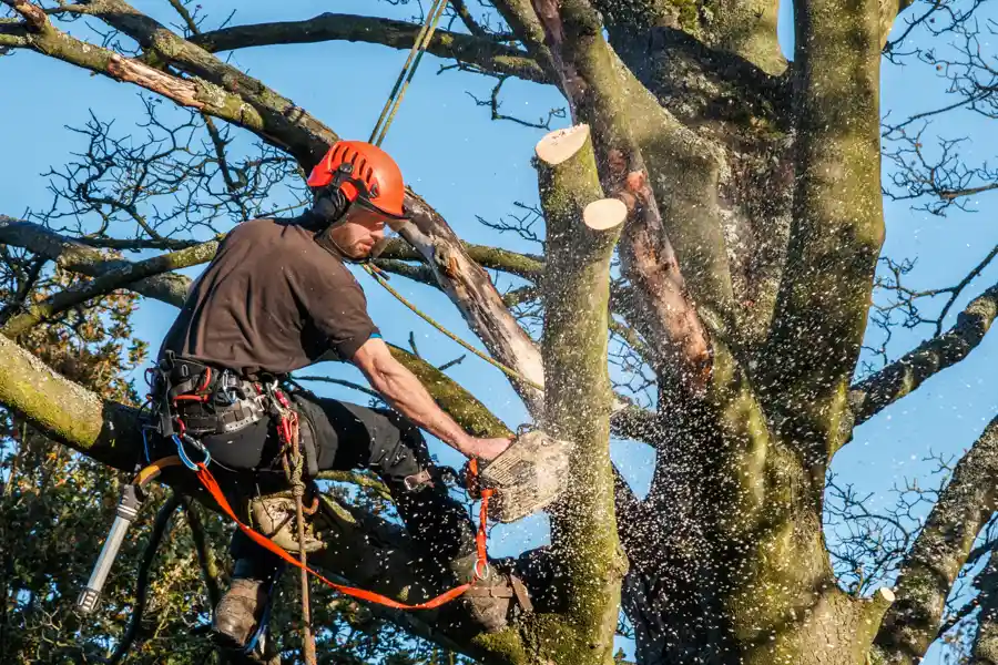 Tree Company