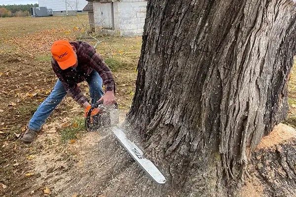 Tree Cutting