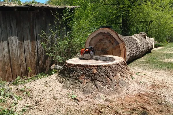 Tree Removal Services