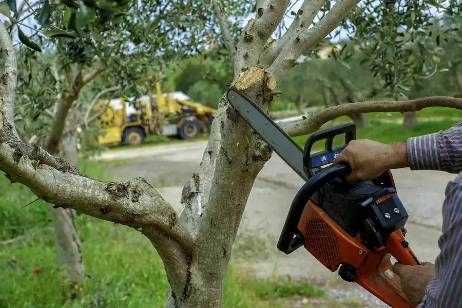 How Overgrown Branches Can Impact Property Safety Amarillo, TX How Overgrown Branches Can Impact Property Safety Amarillo, TX