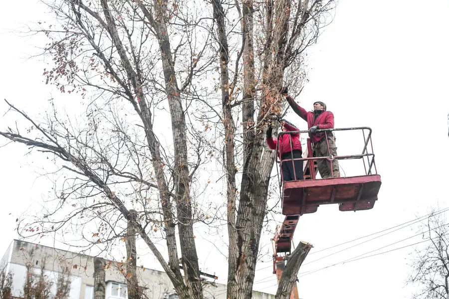 How Overgrown Branches Can Impact Property Safety in Amarillo, TX How Overgrown Branches Can Impact Property Safety in Amarillo, TX