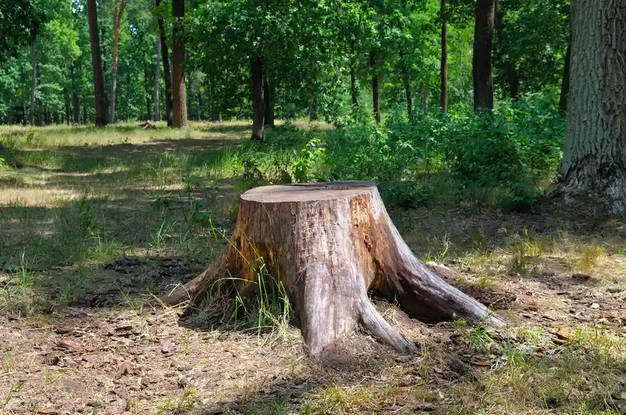 How Stump Removal Helps Improve Soil Quality And Plant Growth Amarillo, TX How Stump Removal Helps Improve Soil Quality And Plant Growth Amarillo, TX
