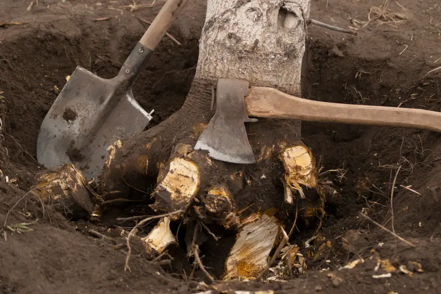How Stump Removal Helps Improve Soil Quality And Plant Growth in Amarillo, TX How Stump Removal Helps Improve Soil Quality And Plant Growth in Amarillo, TX