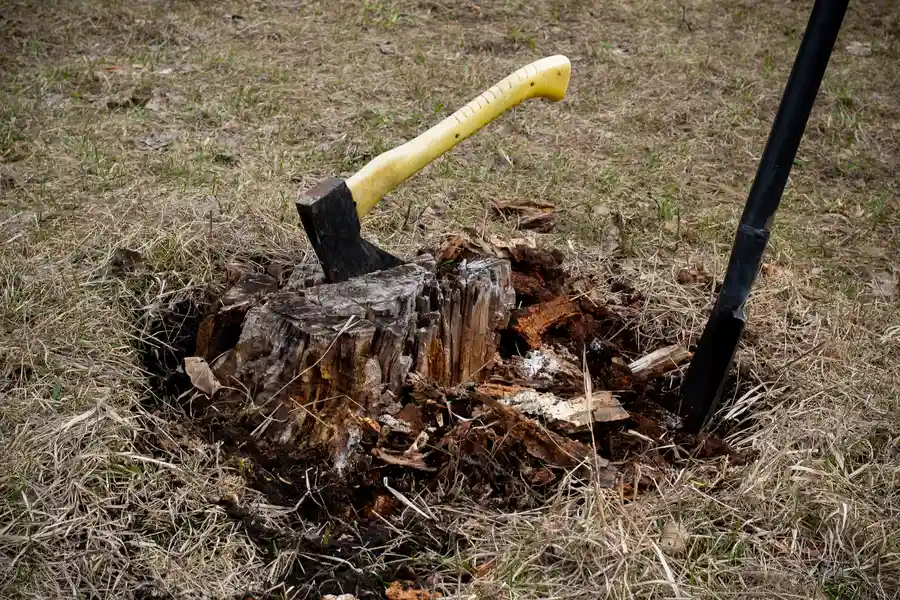 How To Determine If Stump Removal Is Right For Your Yard Amarillo, TX How To Determine If Stump Removal Is Right For Your Yard Amarillo, TX