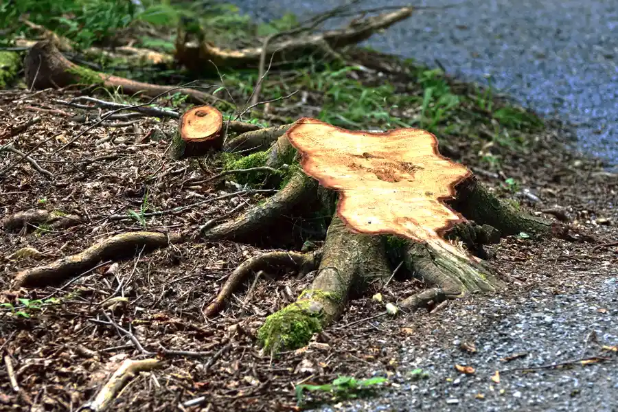 How To Determine If Stump Removal Is Right For Your Yard in Amarillo, TX How To Determine If Stump Removal Is Right For Your Yard in Amarillo, TX