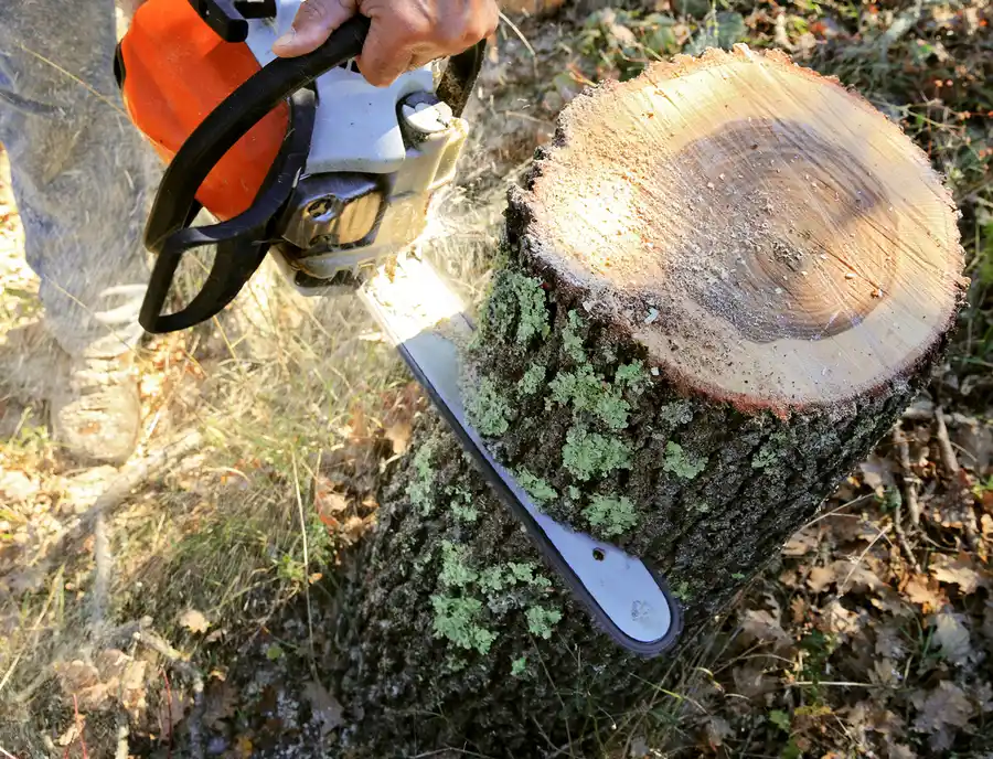 Key Benefits Of Tree Cutting For Your Homes Curb Appeal in Amarillo, TX Key Benefits Of Tree Cutting For Your Homes Curb Appeal in Amarillo, TX