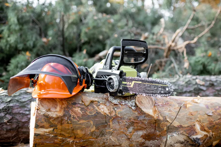 When Is The Right Time For Tree Cutting And Pruning Amarillo, TX When Is The Right Time For Tree Cutting And Pruning Amarillo, TX