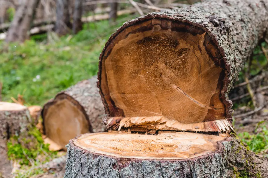 When Is The Right Time For Tree Cutting And Pruning in Amarillo, TX When Is The Right Time For Tree Cutting And Pruning in Amarillo, TX