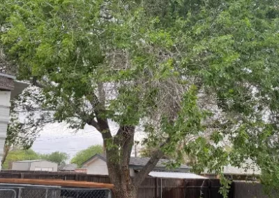 Local Tree Specialist